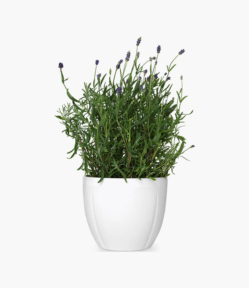 Darjeeling banana tree