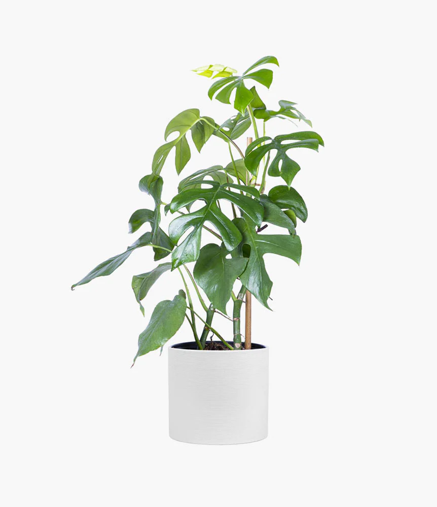 Golden barrel cactus