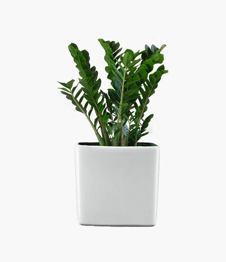 Calathea white fusion