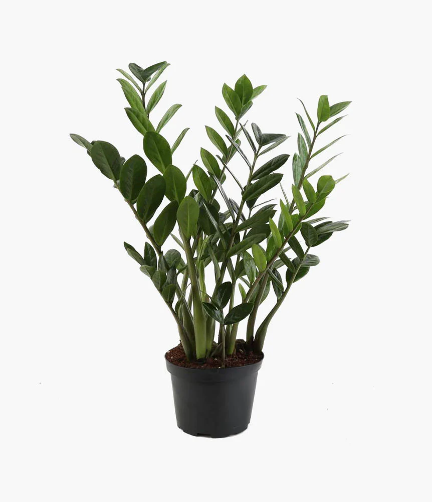 Australian tree fern