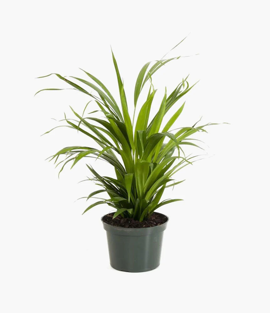 Angel trumpet datura