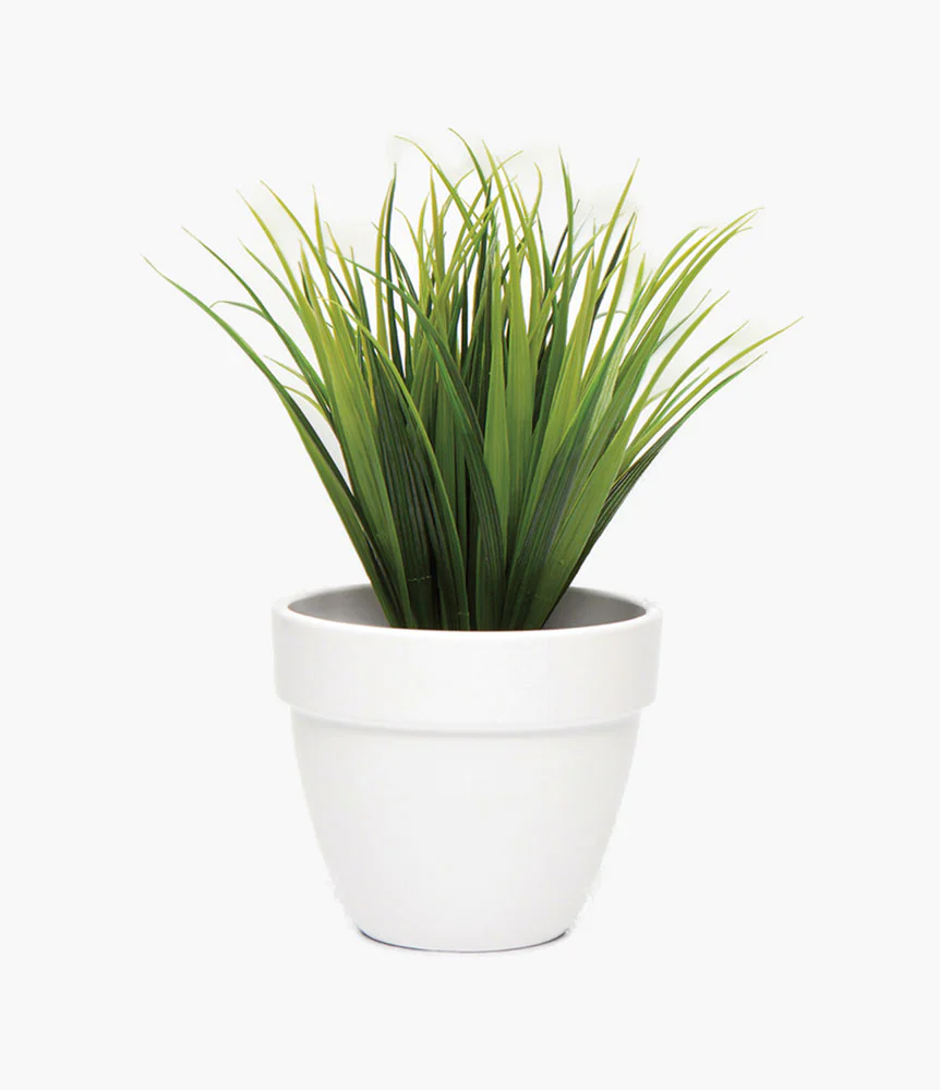 Golden oriole azalea