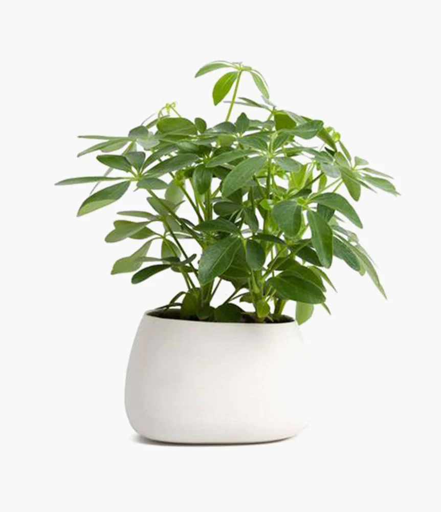 Common bleeding heart